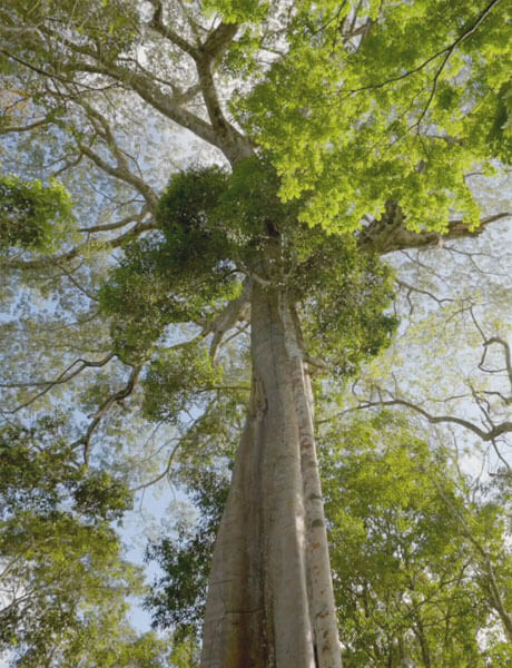 A view from below of tall trees with green branches and a blue sky above.