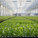 Rows of young plants in a large greenhouse. 