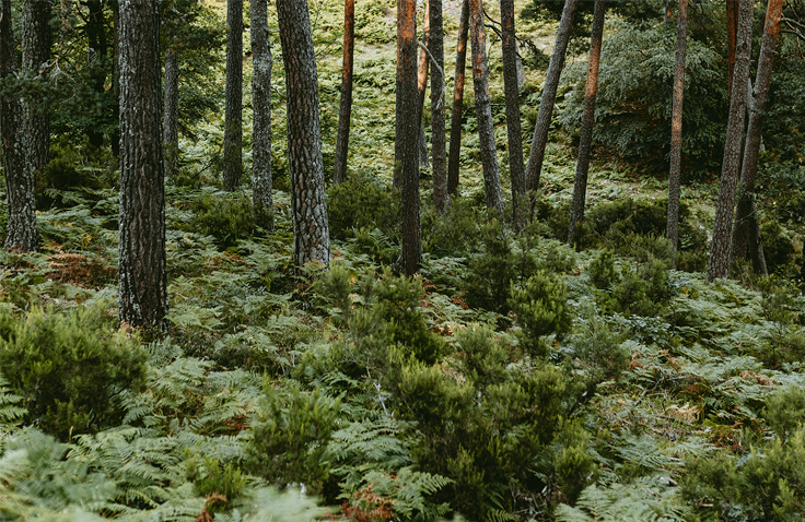 A forest with verdant shrubs covering the forest floor.