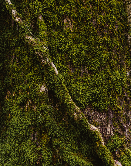 A close-up view of moss growing on a tree trunk.