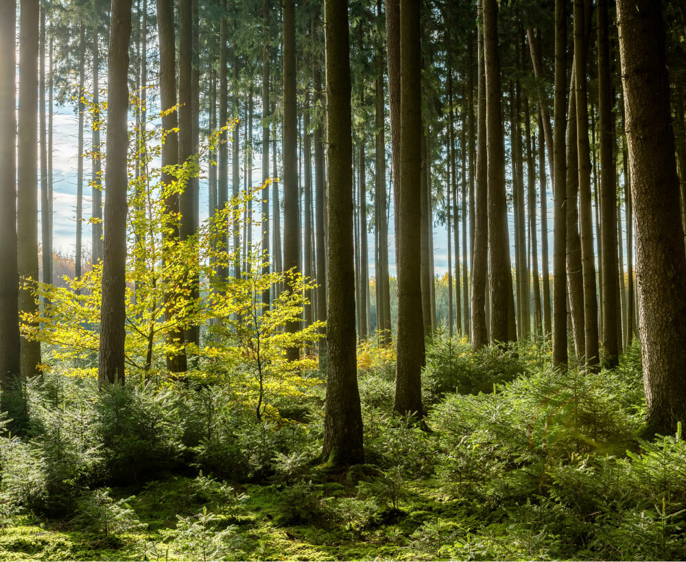 A forest with sunlight peeking through the trees. 