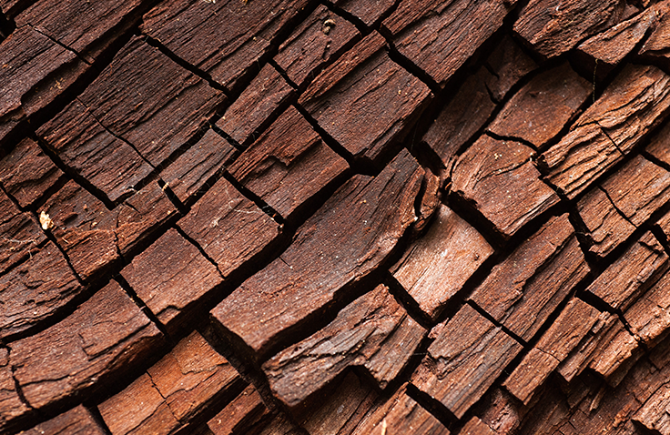 A close up of wood from a tree.