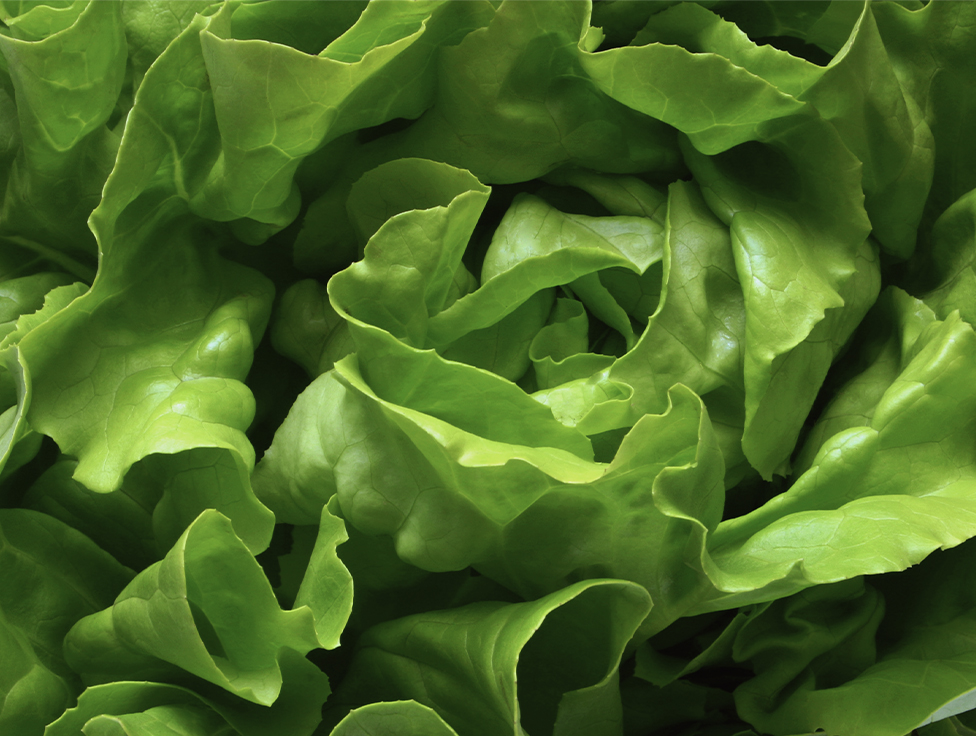 Close-up of Romaine lettuce leaves